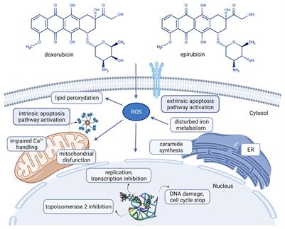 Tumor Glucose and Fatty Acid Metabolism in the Context of Anthracycline and Taxane-Based (Neo)Adjuvant Chemotherapy in Breast Carcinomas